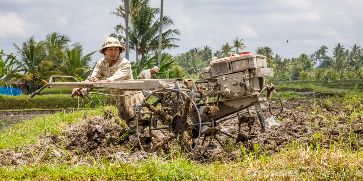 Farmer with Small Tractor plowing the Rice Fields Bali Indonesia