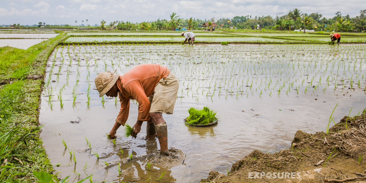 Planting rice in the fields of Bali