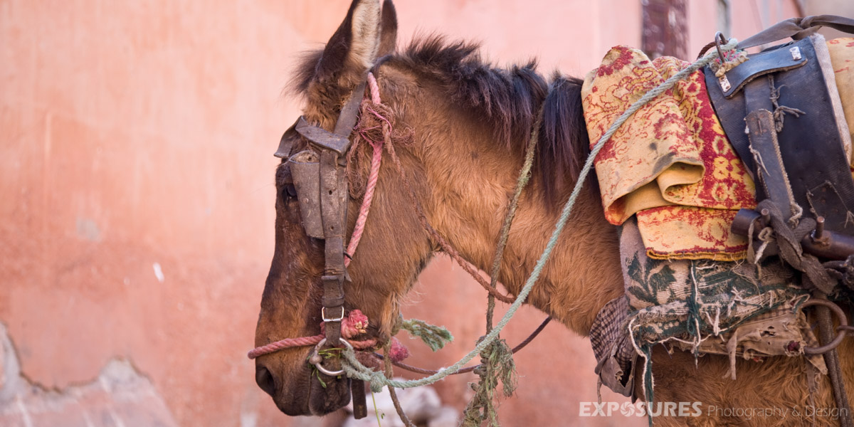 Sad Donkey, Marrakech