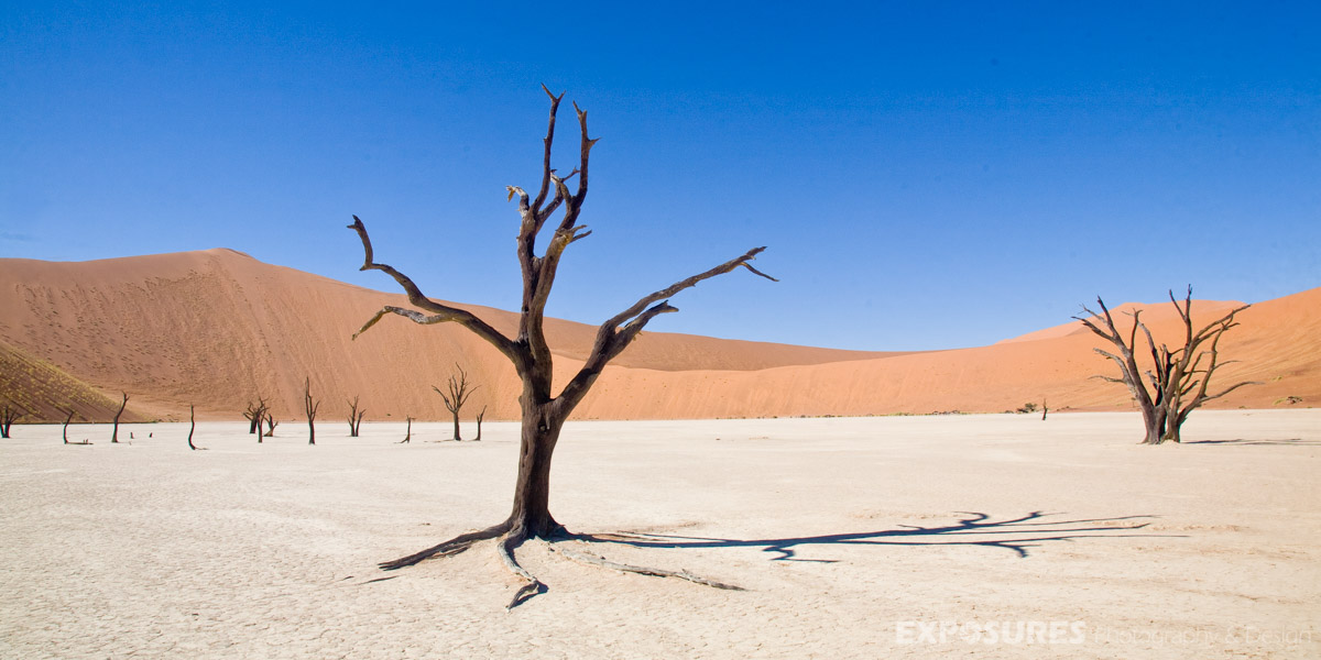 Acacia Tree Dead Vlei, Sossusvlei - Namibie