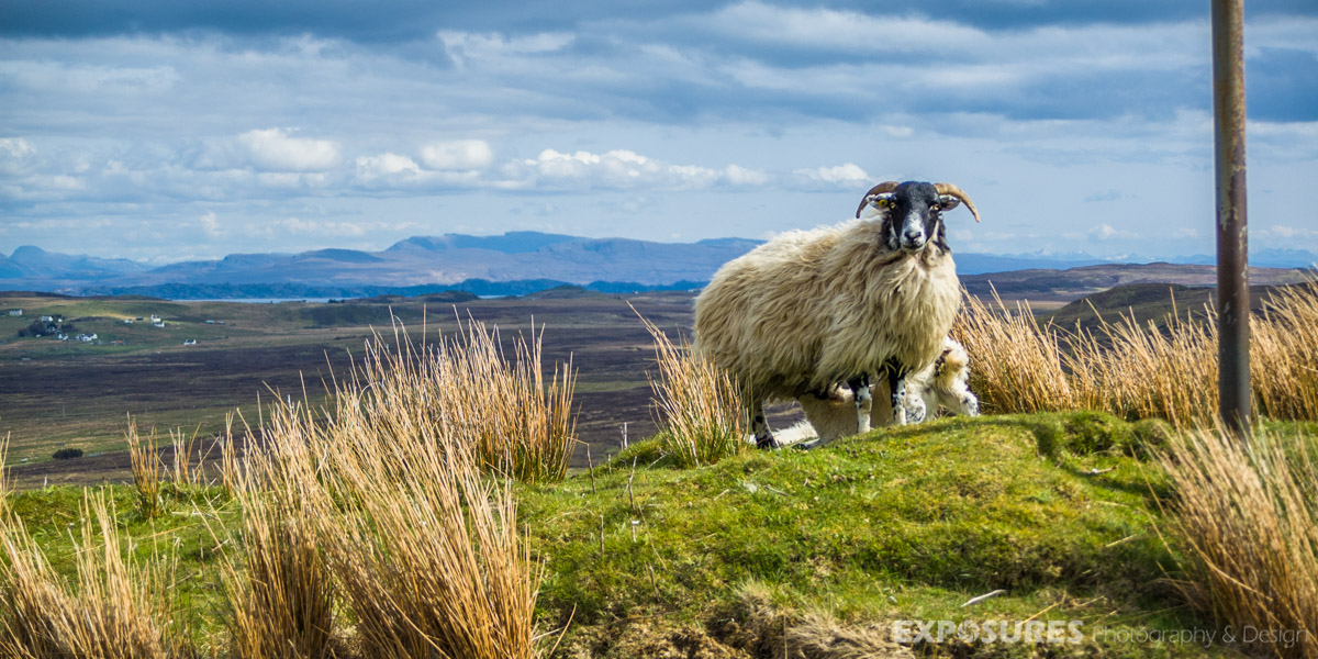 Blackhead sheep - Isle of Skye