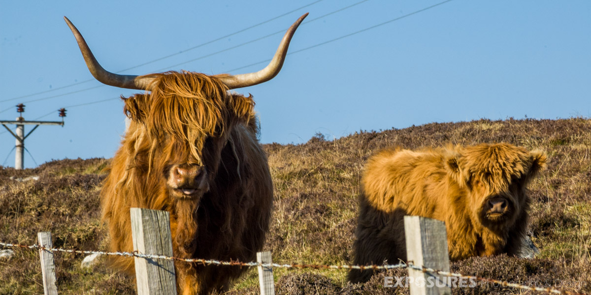 Highland Cattle "Kyloe", Scotland