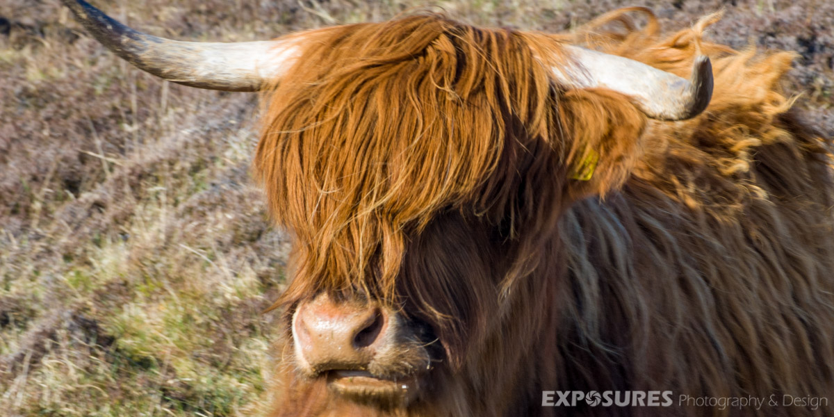 Highland Cattle "Kyloe", Scotland