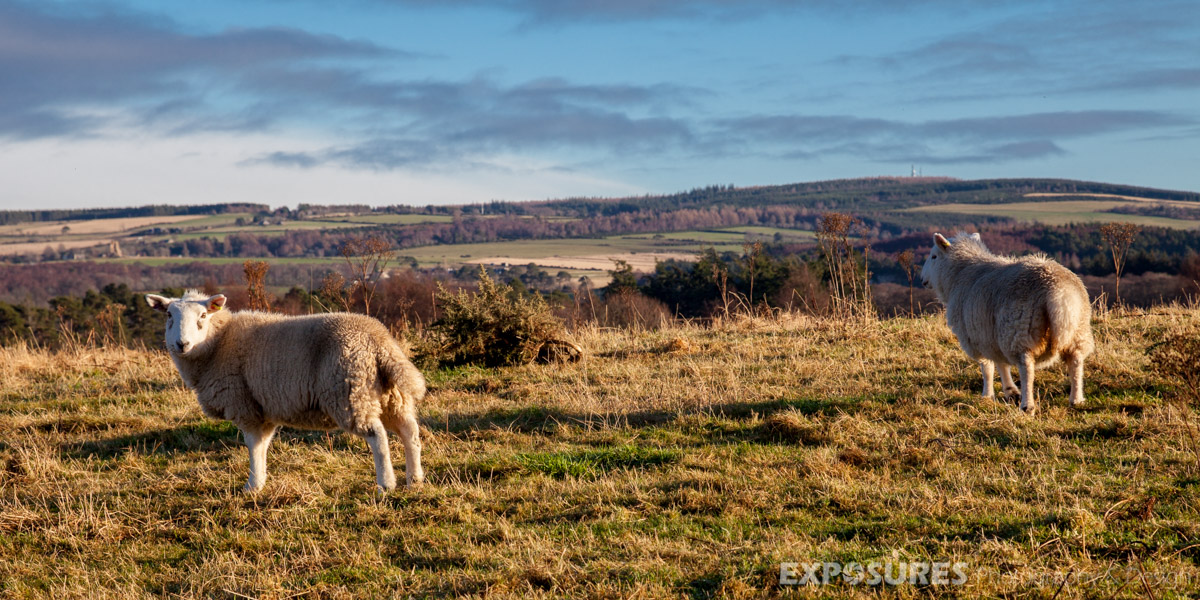 Sheeps of Moray, Scotland