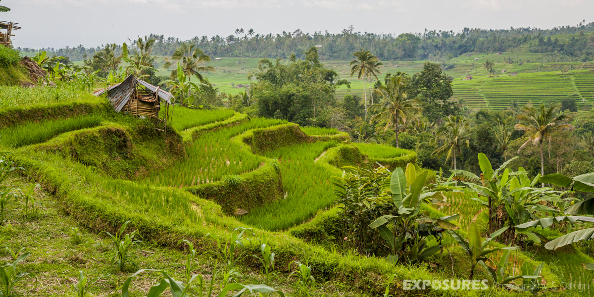 Traditional rice fields of Bali