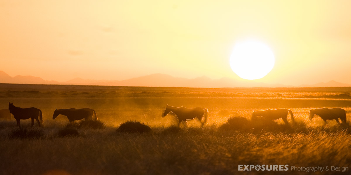 Wild Horses Klein Aus Vista, Namibia
