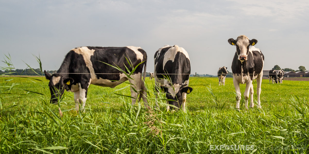 Koeien in Nieuwe Niedorp