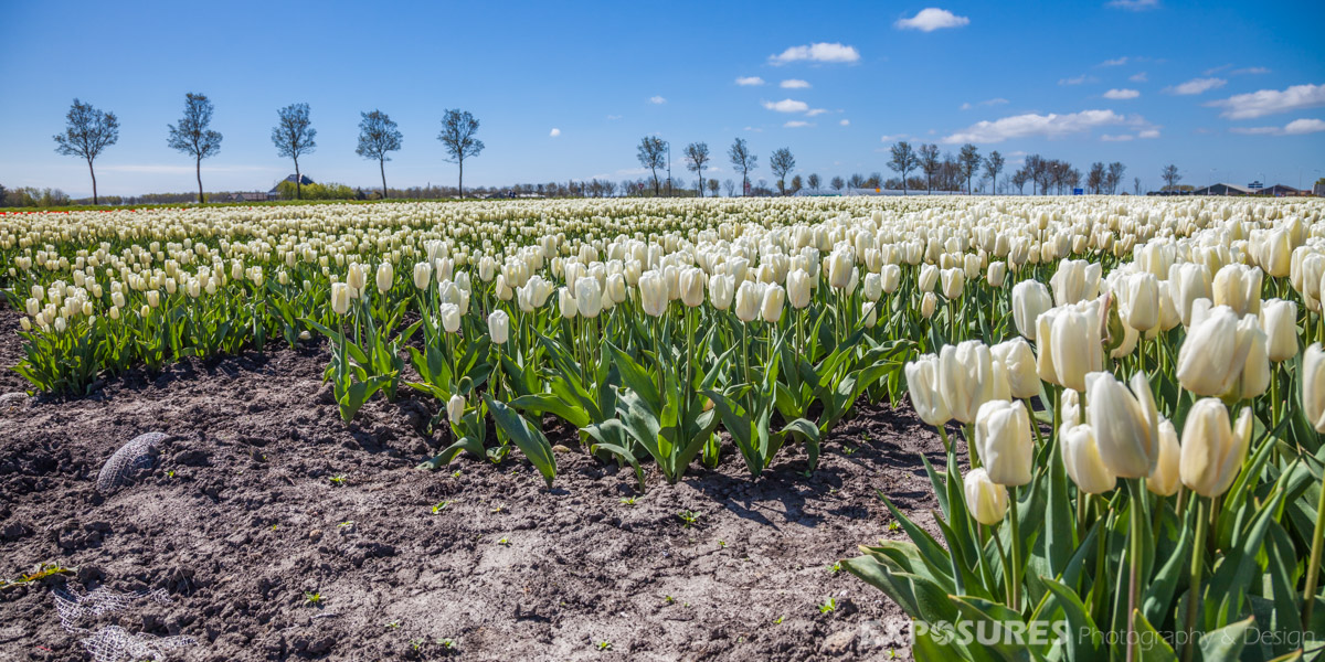 Tulips Wervershoof